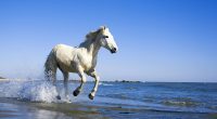 Camargue White Horse9845519260 200x110 - Camargue White Horse - white, Tropical, horse, Camargue